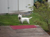Highlight for album: Ziggy - our new baby Westie (West Highland White Terrier)